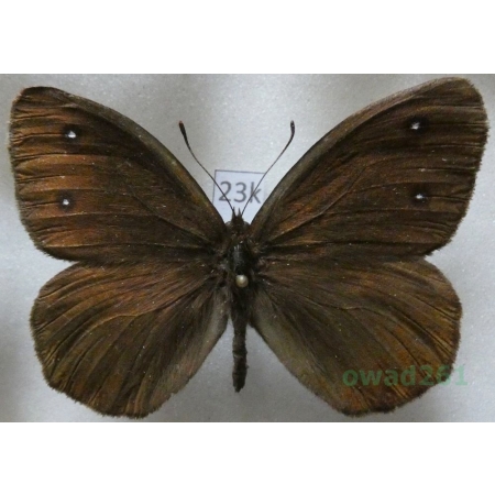 Satyrus ferula (Fabricius, 1793) male Italy23k